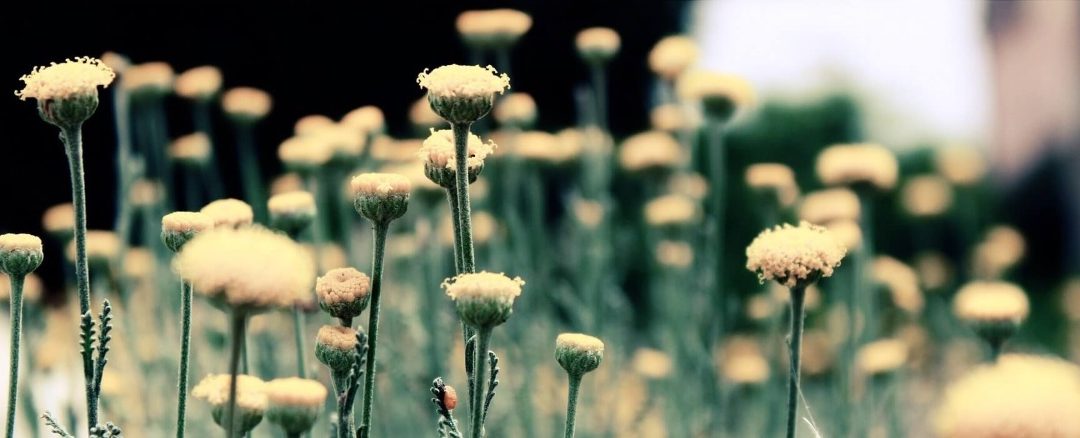 The Experience of Perseverance and Hope in the Treatment of BPD – Part 9 of 11